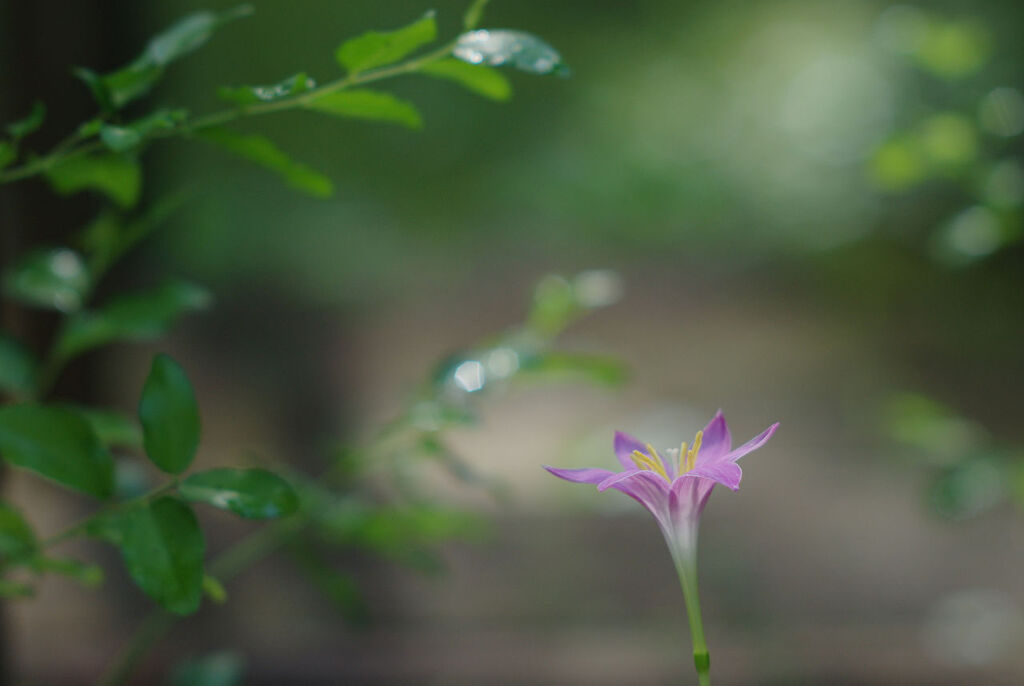 一輪の花