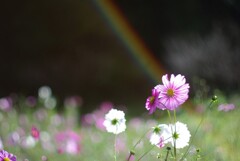 虹とコスモス 虹とコスモス