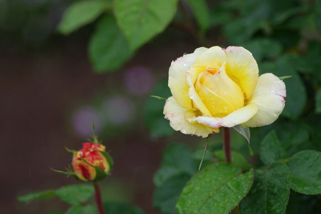 雨と薔薇