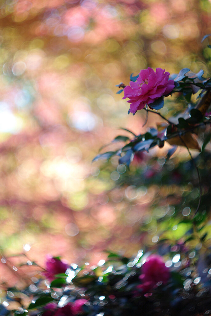 冬の花