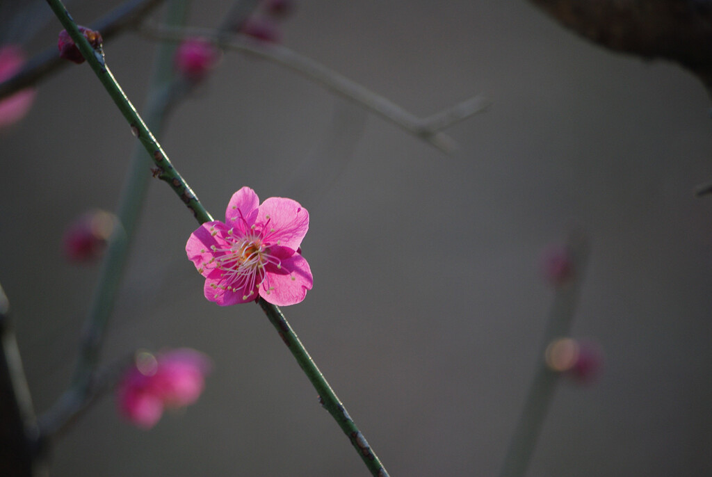 梅の花