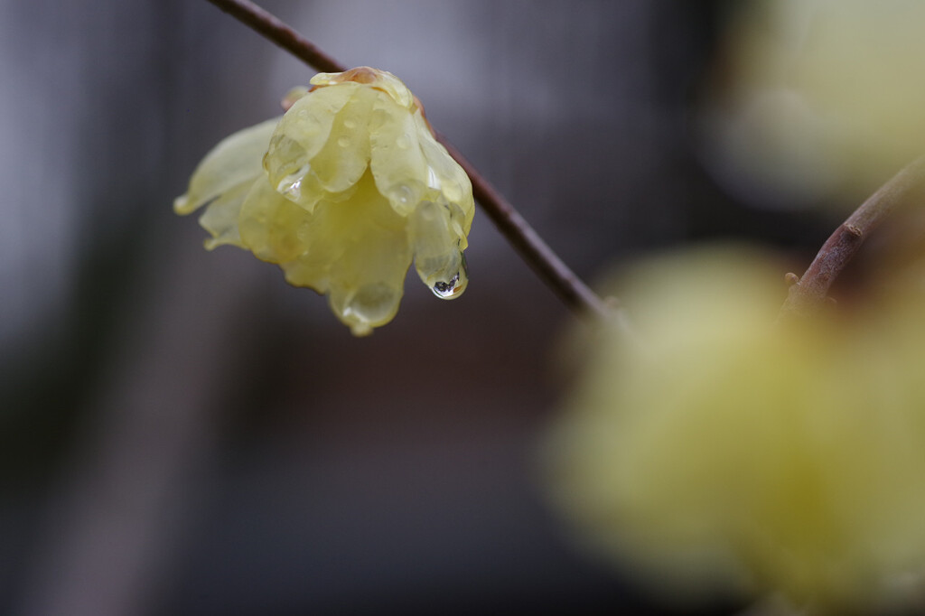 雨上がりの蝋梅