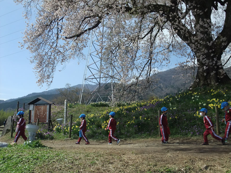 桜の木と園児