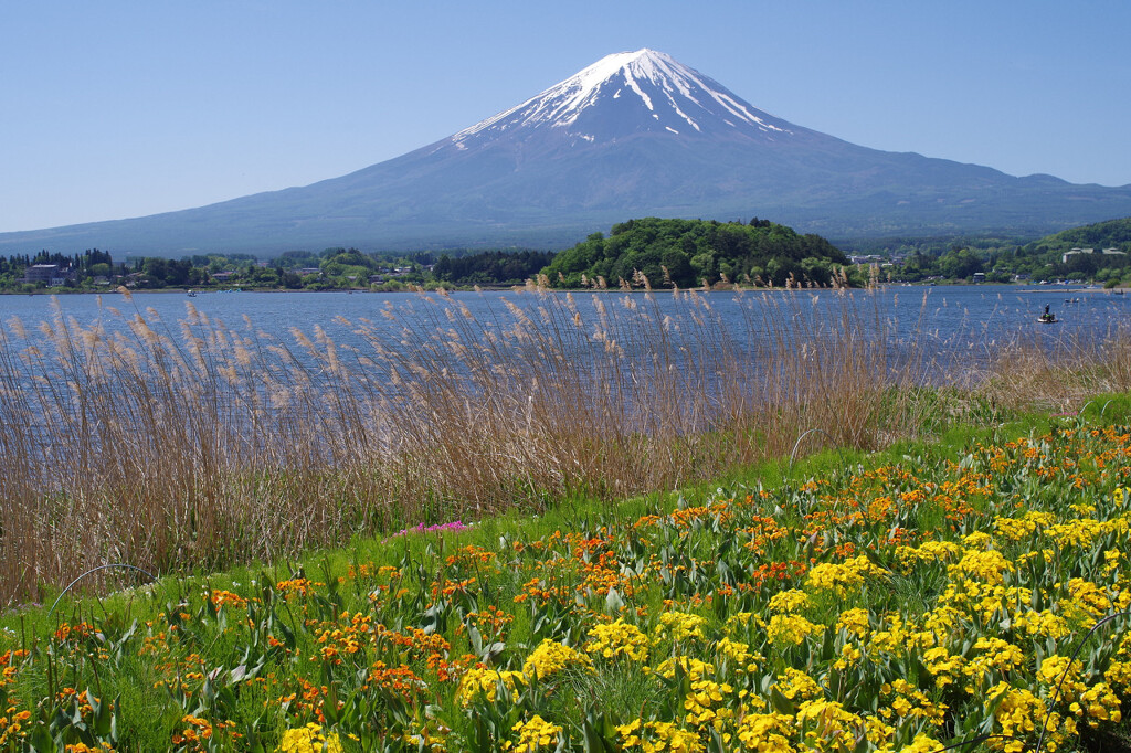 今日の富士山1