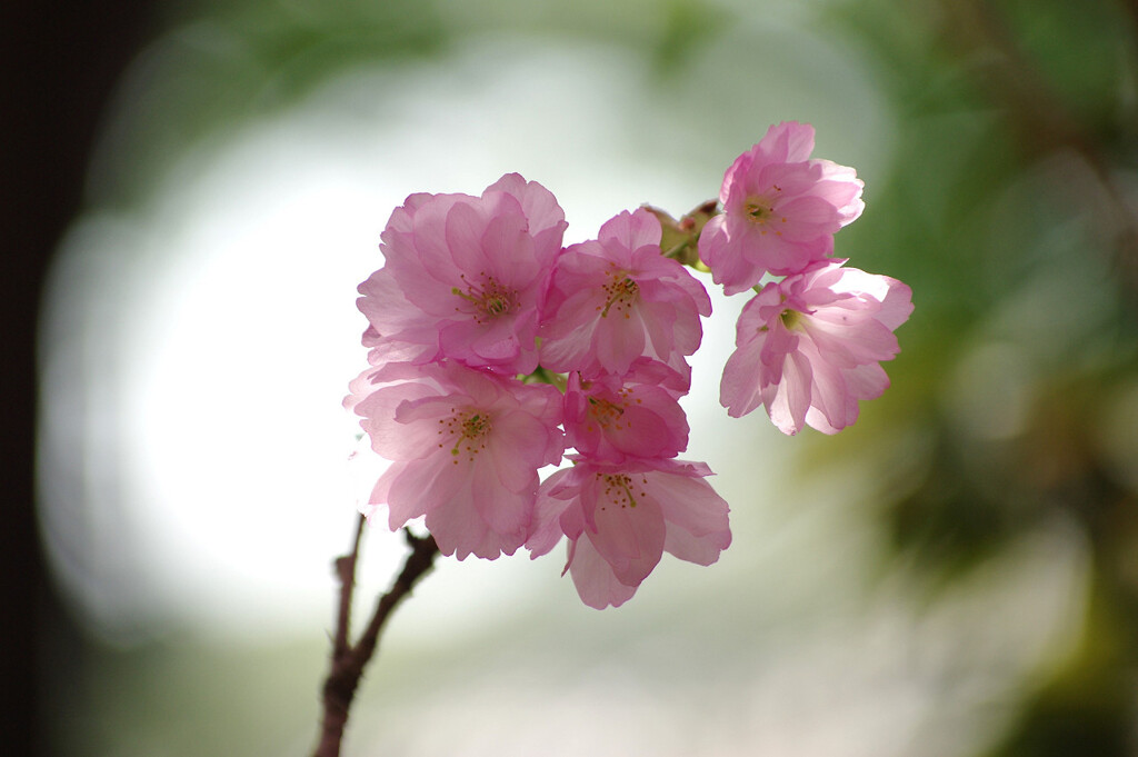 紫桜