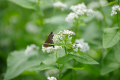 私も蕎麦好きですよ