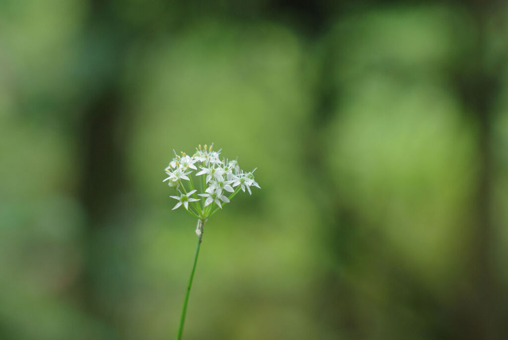 ニラの花