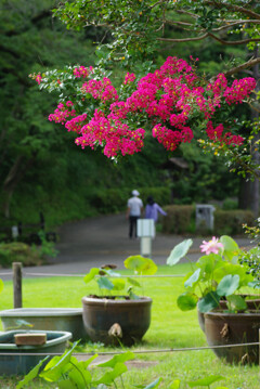 楽しい朝散歩
