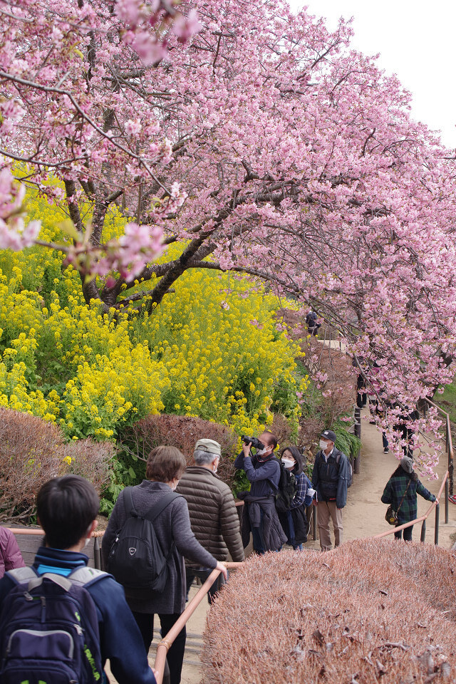 桜まつり