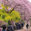 桜まつり