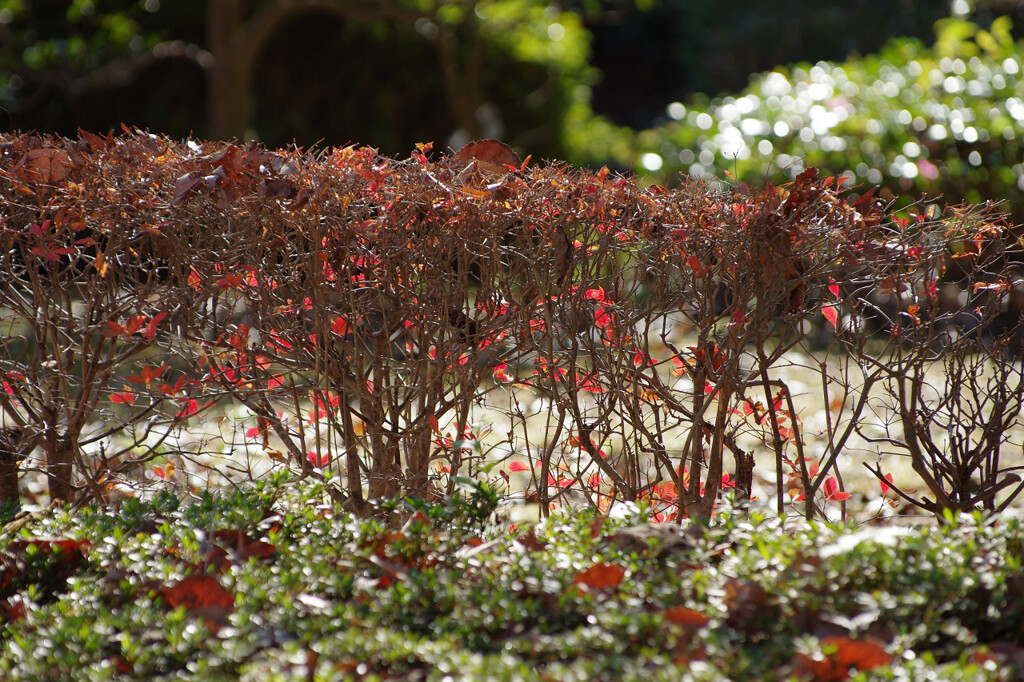 生垣も紅葉