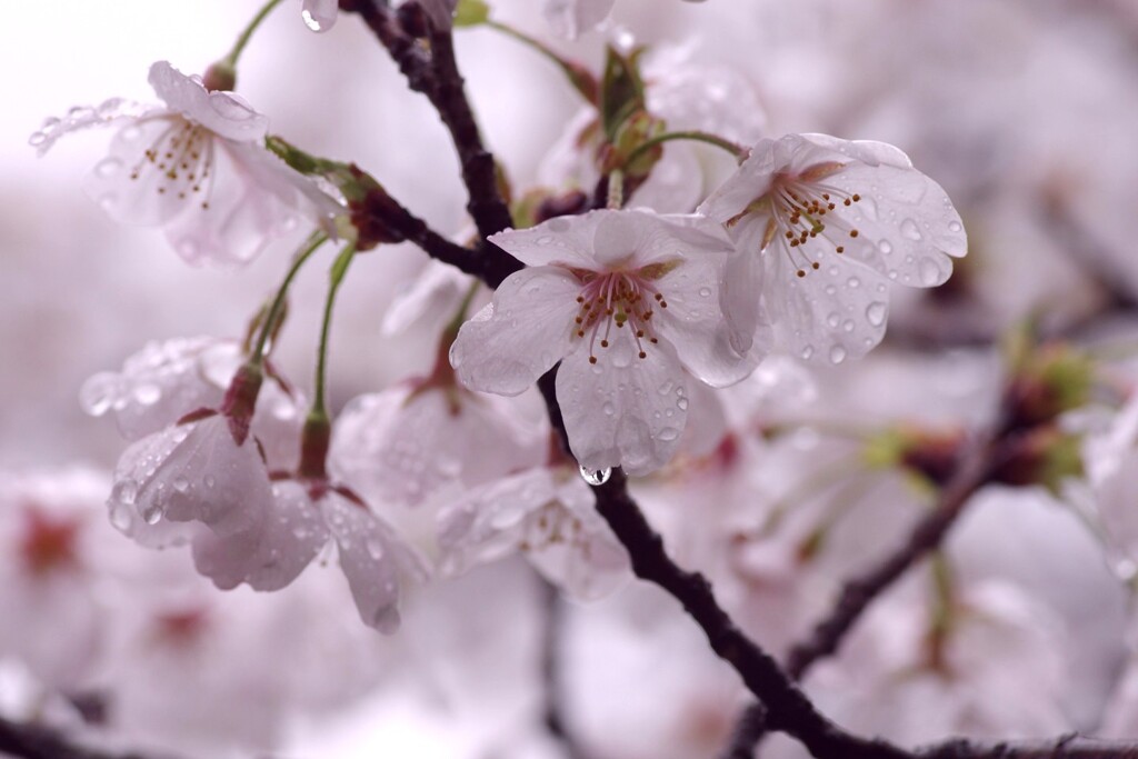 雨の日サクラ