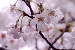 雨の日サクラ