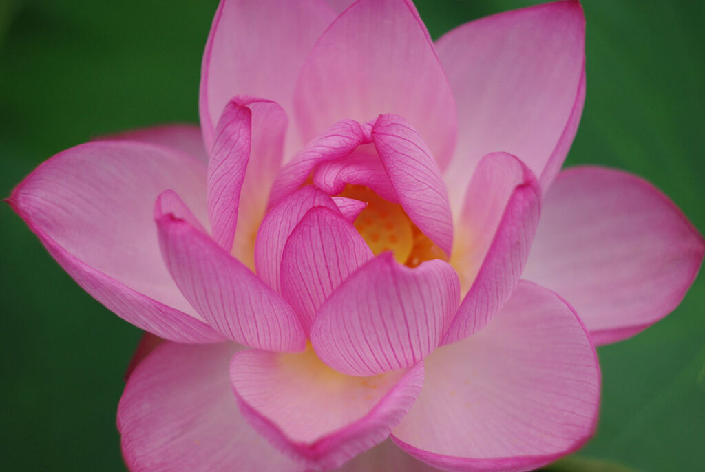 極楽浄土の花