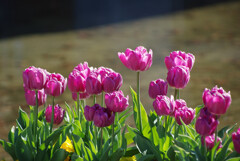 陽だまりチューリップ