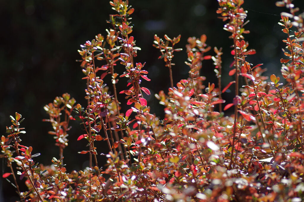 生垣の伸びたやつ