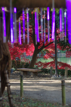 LED藤と紅葉