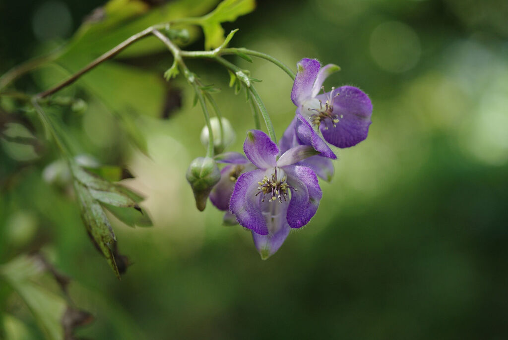 やまとりかぶと