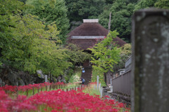 彼岸花咲く寺院