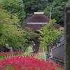 彼岸花咲く寺院