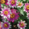 花壇の花