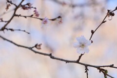 小春日和の桜