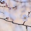 小春日和の桜