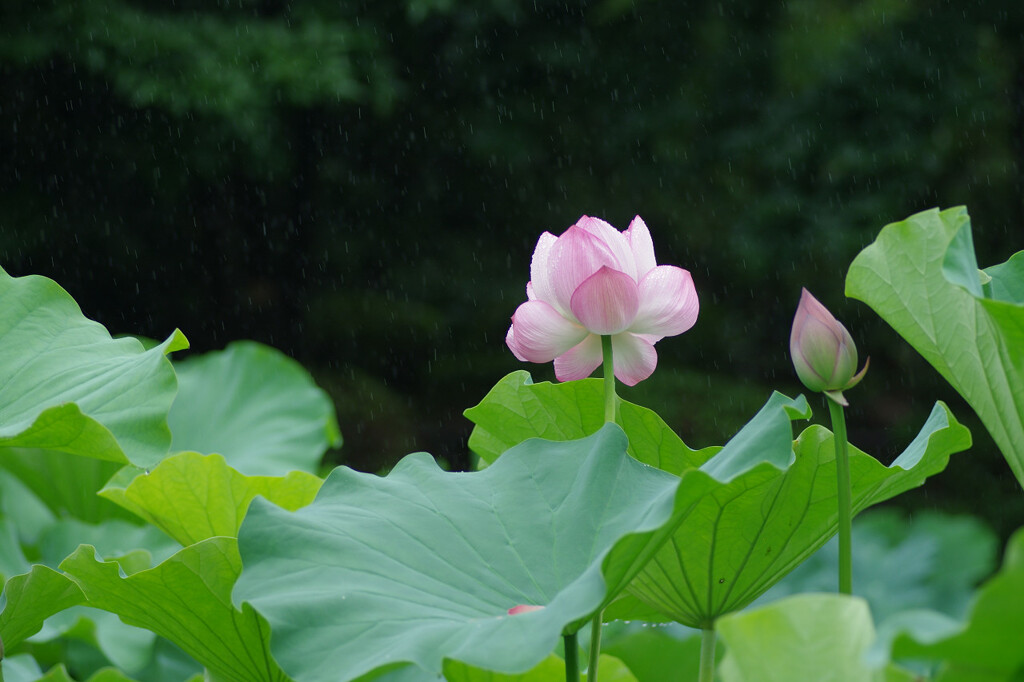 梅雨とハス