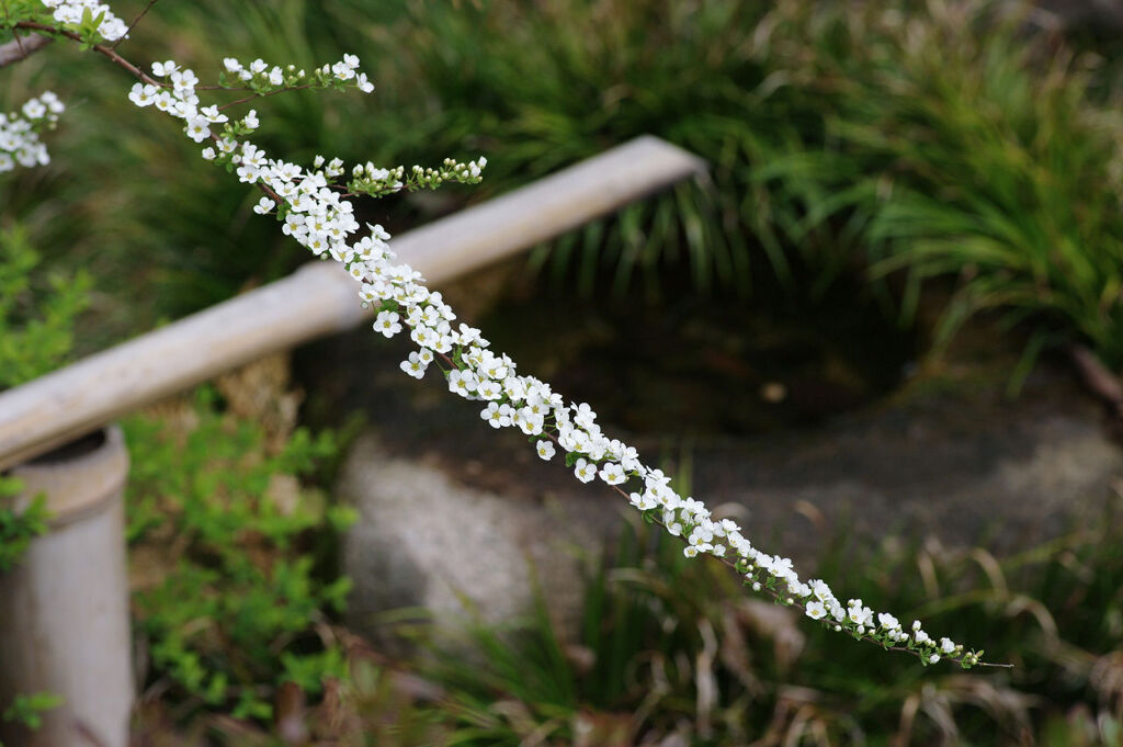 花の一刀
