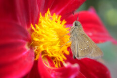 妖精かな 妖精かな