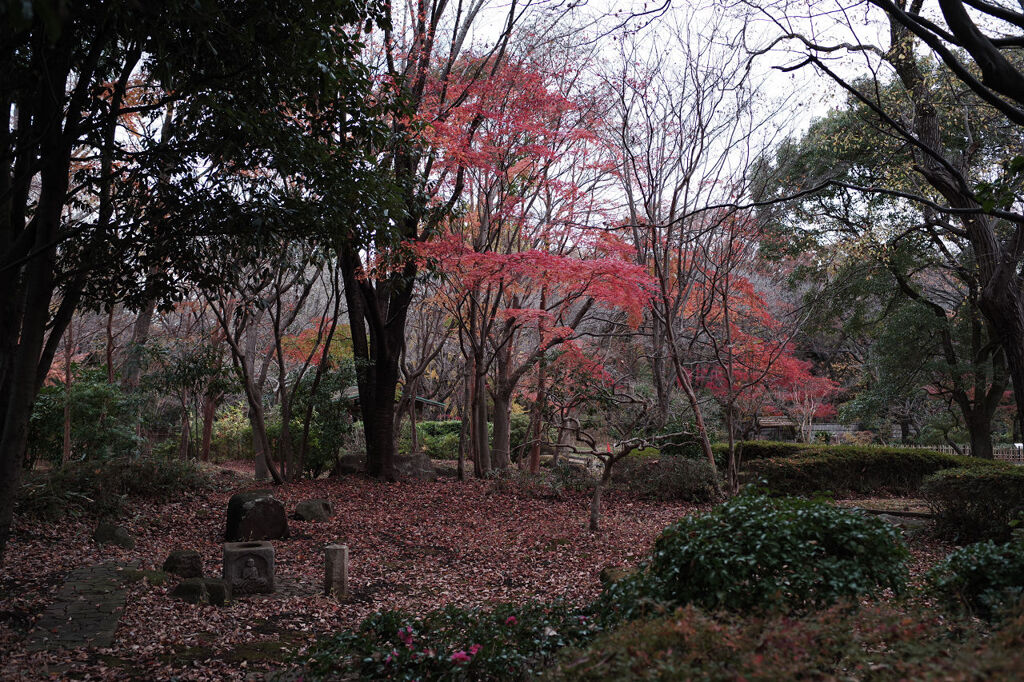 晩秋の公園