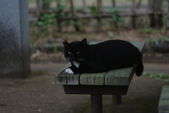 クロさん