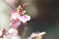 眩しい桜