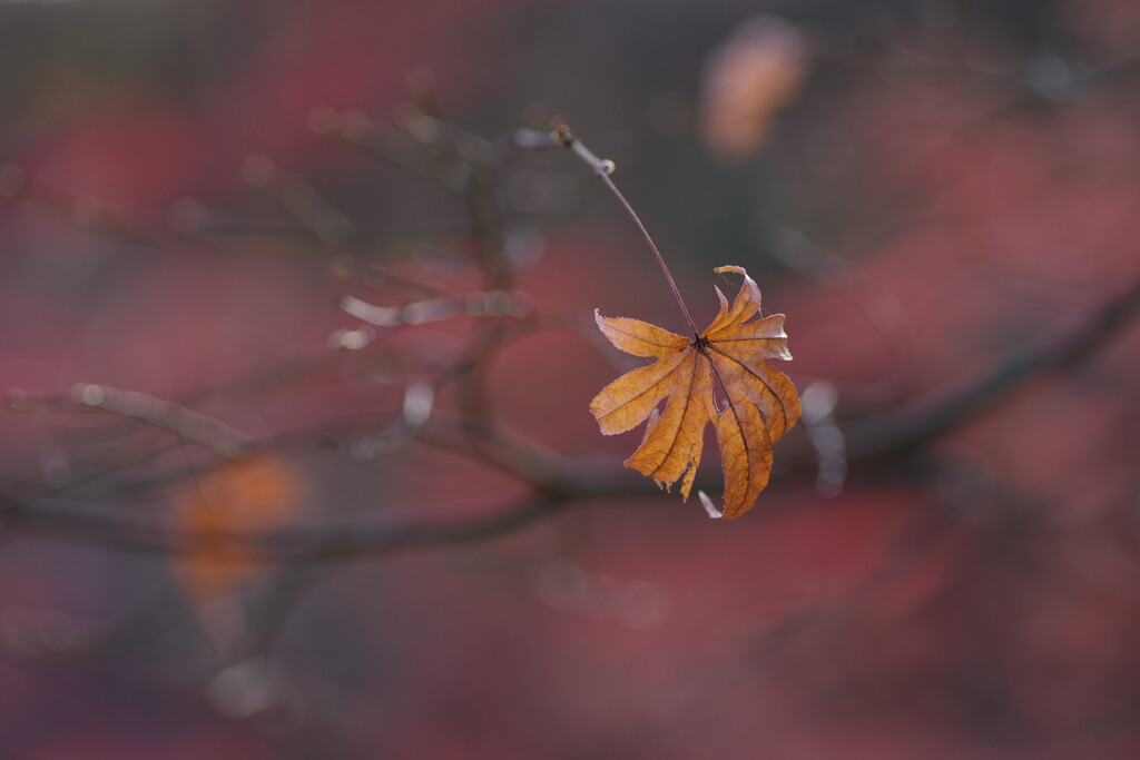 残る紅葉