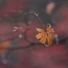 残る紅葉
