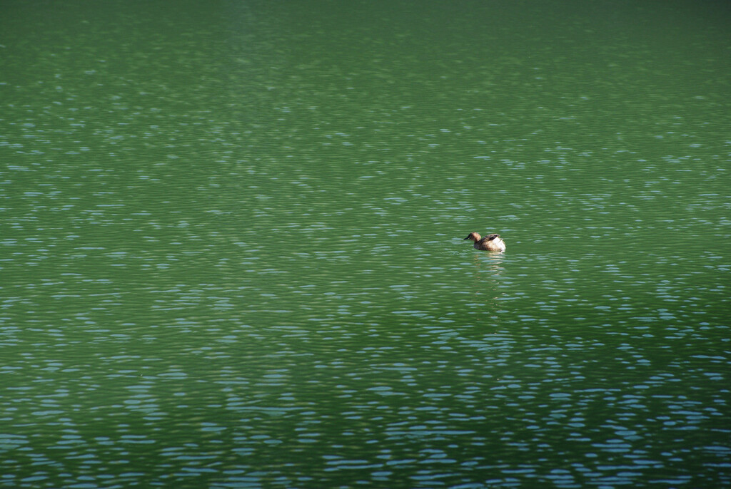 緑の池をゆく