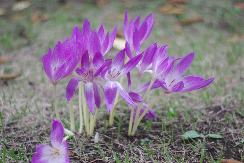 コルチカム