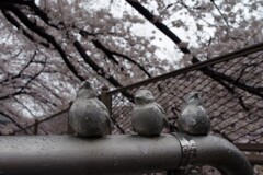 雨の恩田川散歩2