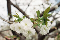 10年前に撮った桜2　 (ﾌｨﾙﾑ）