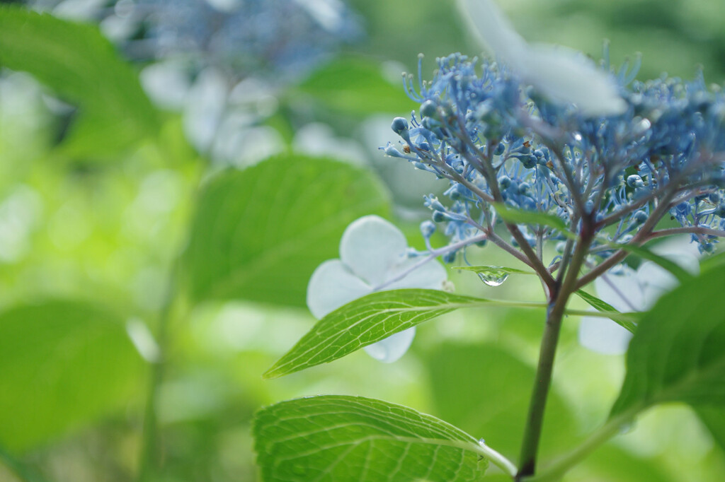 雨待ちの花