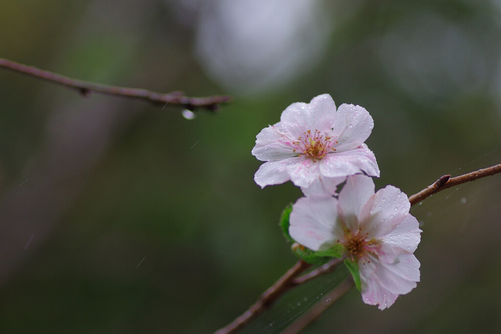 秋の桜