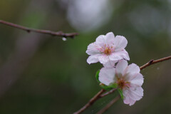 秋の桜