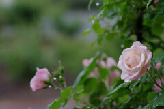 雨の春バラ4