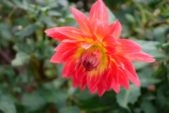 黄色から赤へ 黄色から赤へ