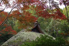 茅葺屋根と紅葉