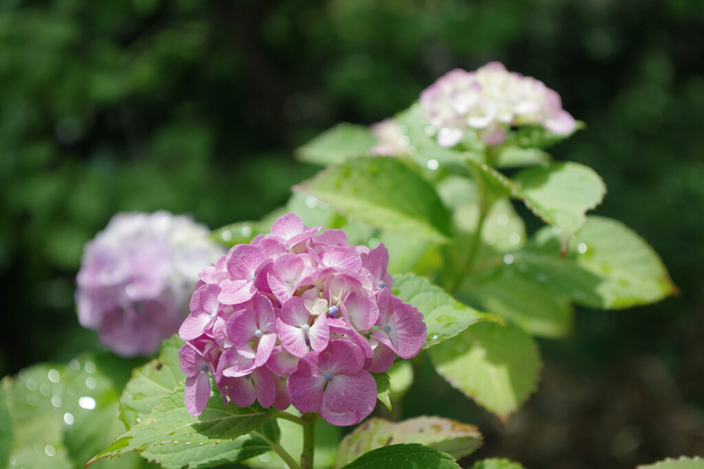 雨上がりの花