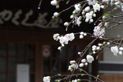 茶屋の花