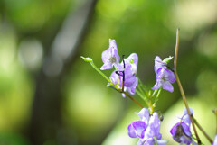 青紫の毒花