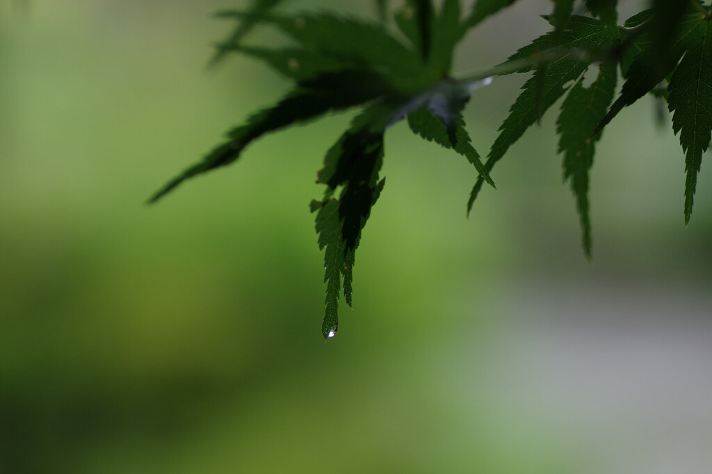 雨止んでるから散歩2