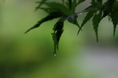 雨止んでるから散歩2
